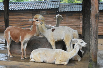 Fototapeta premium The Alpaca (Vicugna pacos) is a domesticated South American camelid, primarily valued for its soft, luxurious fiber. Smaller than llamas, they are social herd animals often raised in the Andes Mountai