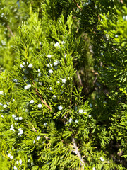 Green conifer branches with small white berries