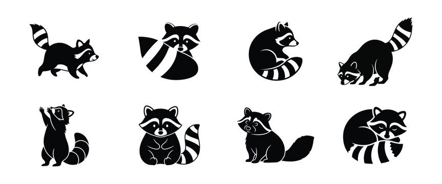A graphic set of cute raccoon characters in different poses and icons