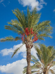 Date palm in Cartagena, Spain in autumn.