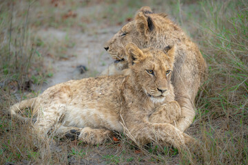 Lioness and cub at rest