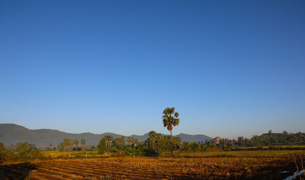 Cambodian landscape with sugar palm trees, harvested golden rice field, and distant mountains under clear blue sky.