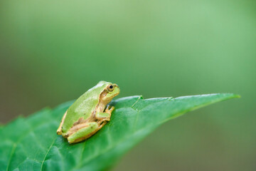 葉っぱの上で休む一匹のニホンアマガエル