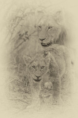 Lions - mother and cub