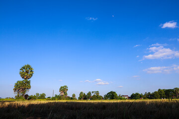 Fototapeta premium Vibrant Blue Sky Over Dry Rice Paddy Field with Tall Sugar Palm Trees