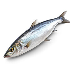 Fototapeta premium A silver-colored fish with a transparent background