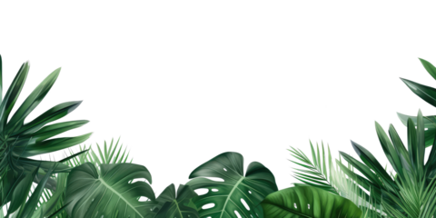 Tropical leaves and branches against a transparent background