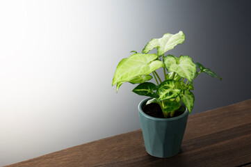 Fototapete bei efototapeten.de bestellen   