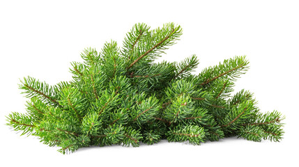 A pile of green pine branches on a white background.