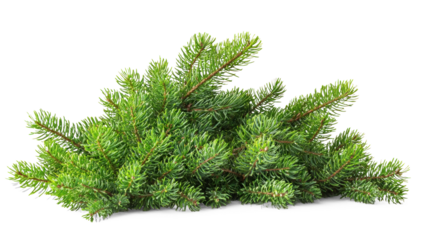A pile of green pine branches on a white background.