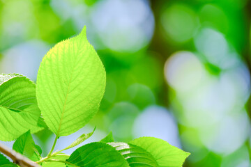 Fototapeta premium 新緑 葉