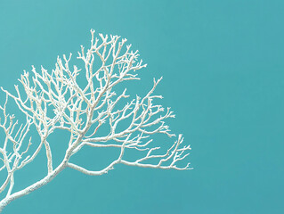 Elegant White Coral Branch Against Soft Blue Background