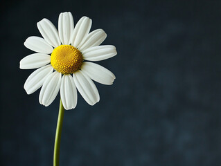 Single White Daisy Flower on Dark Background with Soft Shadows