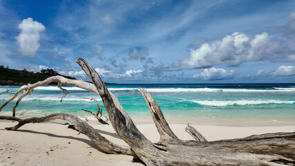 Large driftwood on a sandy beach with turquoise ocean waves and a blue sky with clouds. Seychelles, La Digue. Anse Cocos.