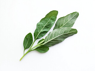 Obraz premium Fresh Green Sage Leaves with Intricate Textures and Vibrant Color