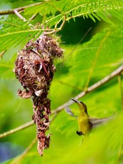 Female Ornate Sunbird in flight near its nest, carrying nesting material in its beak at Kaeng Krachan Thailand