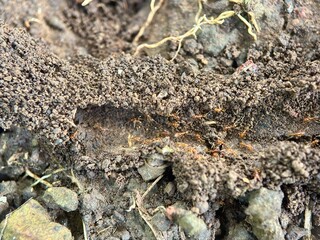Close-up macro of an ant colony entrance hole in the ground, showing many tiny red-brown ants moving in and out of the dirt nest.