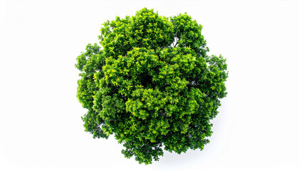Obraz premium Top view of a lush green tree with dense foliage on a white background leaves plant