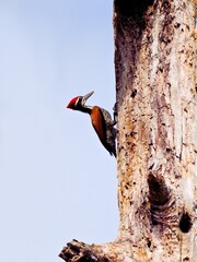 Male Greater Flameback woodpecker clinging to a dead tree trunk next to a nest hole at Kaeng Krachan NP Thailand