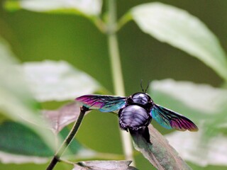 Close-up of a Colorful Carpenter Bee resting on a green leaf, showcasing its glossy black body and iridescent wings with purple-pink highlights at Kaeng Krachan NP, Thailand