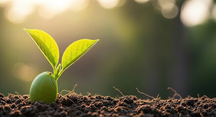 A single green seedling emerging from the soil with a blurred green background.