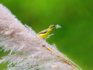 Ornate or Olive-backed sunbird perched on a fluffy plume of grass, holding nesting material at Kaeng Krachan Thailand