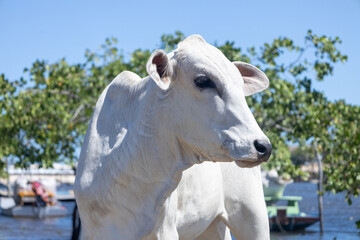 White cow with black spots standing by river water edge on sunny day,