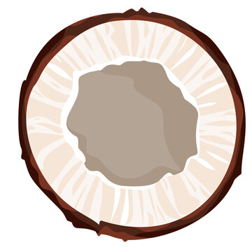 vector illustration of a slice coconut