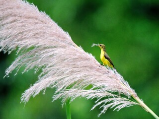 Olive-backed or Ornate Sunbird perched at tall grass, holding nesting material in its beak, set against a green backdrop at Kaeng Krachan Thailand