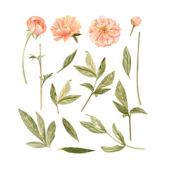 Delicate peony flowers, buds, stem and leaves watercolor illustration set in peach tones. Hand-painted perfect for wedding invitations, branding, packaging, fabric design cards. Coral charm color