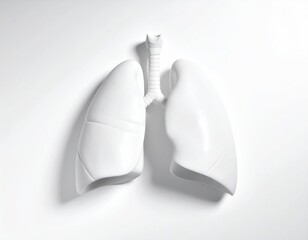 White anatomical model of human lungs and trachea