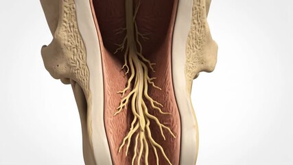 Human Hypoglossal Canal Anatomy Animation