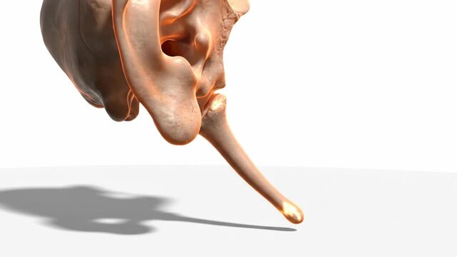 3D Rendering of Human Styloid Process of Temporal Bone