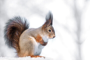 fluffy red squirrel on snow in the winter forest.