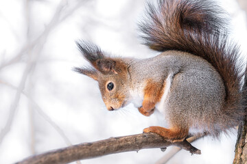 eurasian fluffy red squirrel sitting on tree in winter forest. closeup view.