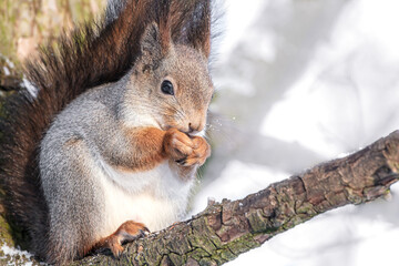 fluffy squirrel sitting on tree in winter forest with nut in paws.