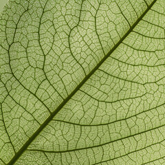 Obraz premium A gentle natural leaf-vein texture captured in soft lighting, showcasing detailed branching lines and translucent green tones. Clean composition with clear structure makes it useful