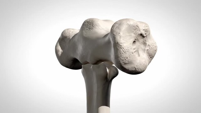 3D animation of human malleus bone, showcasing its hammer-like head and neck structure
