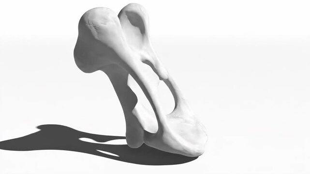 Anatomical 3D Model of Human Stapes Bone - Head, Neck, and Crus