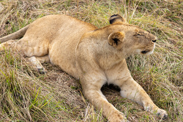 Lioness stretching while lying down the short grass in the Serengeti National Park in East Africa Tanzania TZA