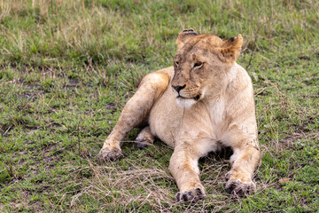 Lioness laying down in the short grass in the Maasai Mara National Park in East Africa Kenya KEN