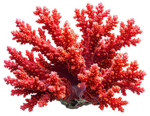 Branching red coral with textured surface