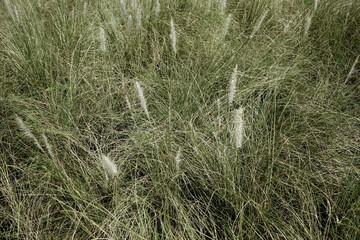 Real image photography dry neutral beige grass meadow outdoors natural texture aesthetic background