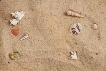 Assorted seashells and coral pieces on golden sandy beach background, flat lay composition.