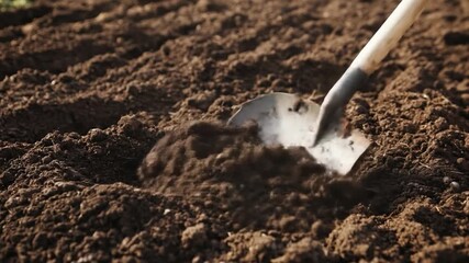Soil Preparation Close-Up: Shovel Digging and Turning the Earth, Planting and Gardening Concept