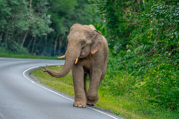 Obraz premium Wild elephants have large bodies, a large, fat body, and a long trunk. Elephants are herbivores.