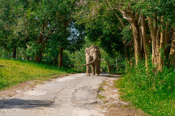 Wild elephants have large bodies, a large, fat body, and a long trunk. Elephants are herbivores. © Pluto Mc