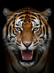 Fototapeta premium A fierce tiger emerging from darkness, emphasizing focus and predatory stance, Earth Day, Fierce Tiger Wildlife