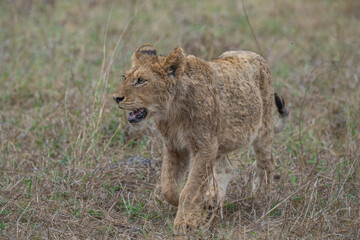 Determined lion cub on the move