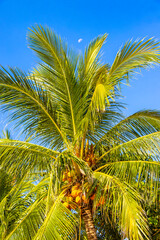 Fototapeta premium Tropical Palms Palm tree trees with coconuts blue sky Thailand.
